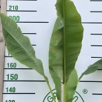 Banánovník japonský (Musa Basjoo) - výška 250-280 cm, C9L (-20°C) 